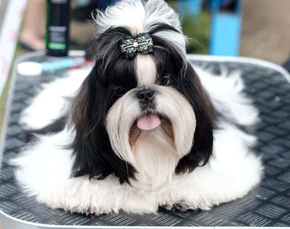 shih-tzu